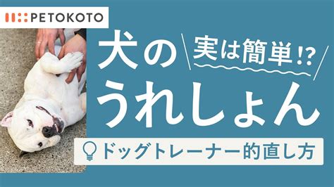 うれしょんイラマチオ|犬がうれしょんをする理由とは？治し方や治らないときの対策を。